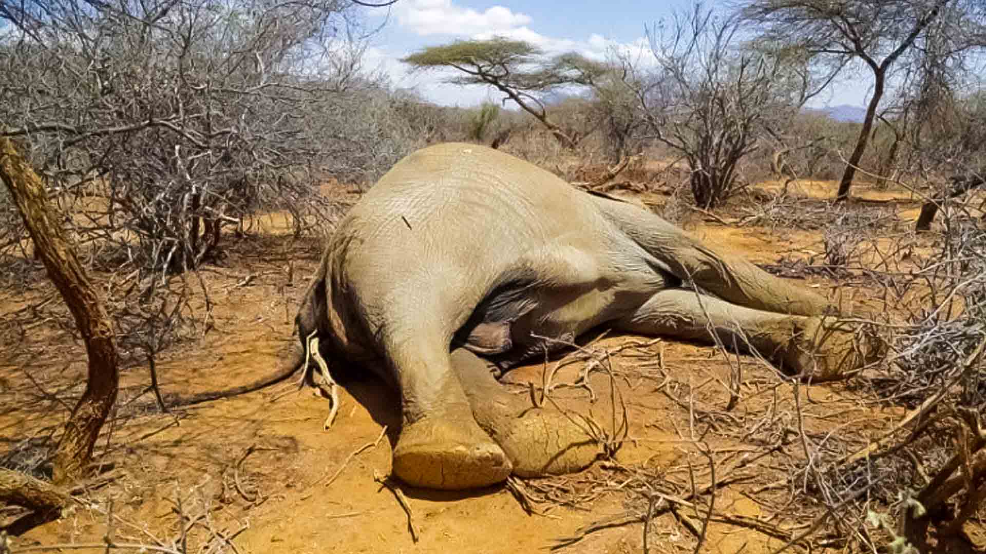 Kenya suffers a drought that results in hundreds of elephants and zebras dying